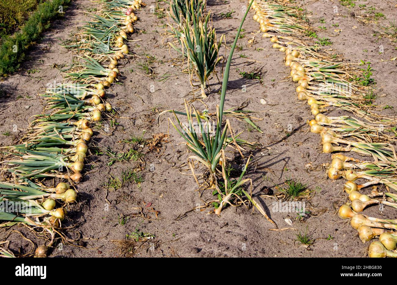 Oignons jaunes fraîchement cueillis à la main Allium cesp sec au soleil sur le terrain de jardin en automne, prêt à stocker. Banque D'Images