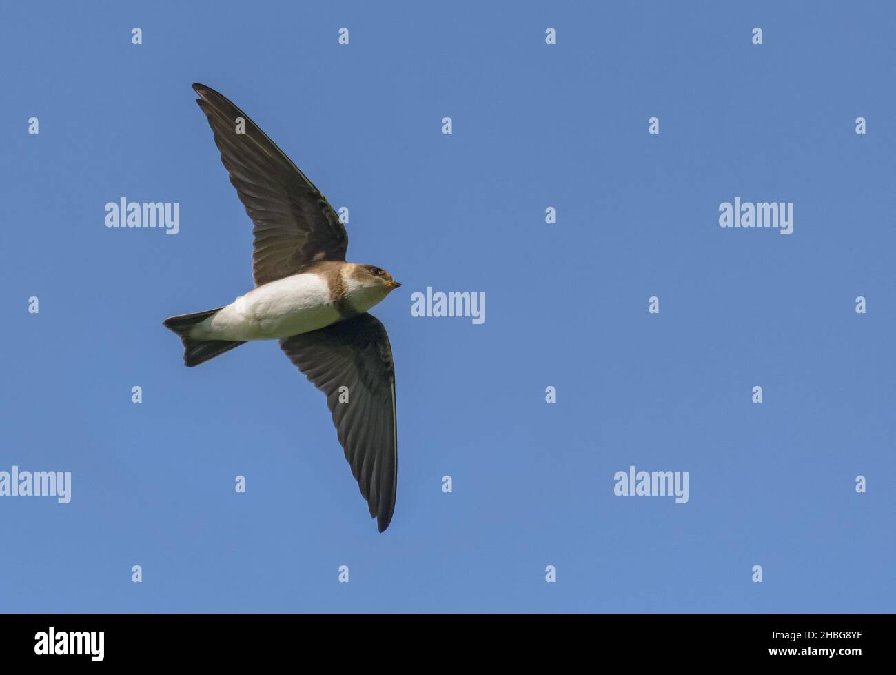 Sable martin (Riparia riparia) volant sur un ciel bleu riche avec des ailes redoutées Banque D'Images