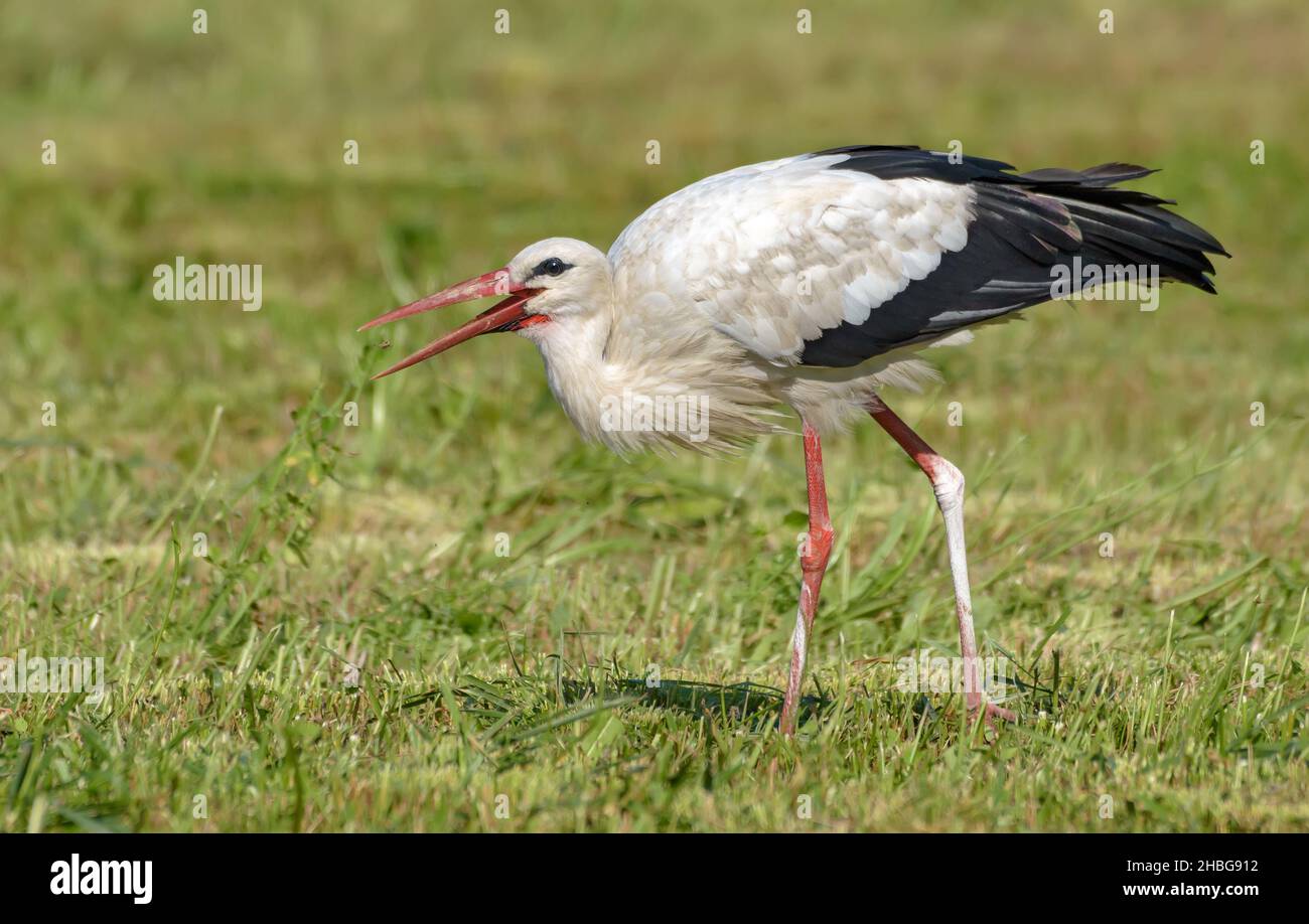 Ciconie blanche (Ciconia ciconia) adulte attrapant un insecte dans le champ de foin fauchant Banque D'Images