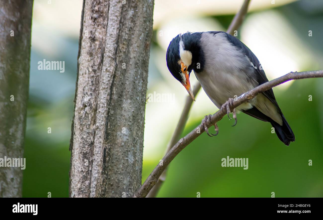 Gros plan sur un oiseau nommé Indian pied Myna Banque D'Images