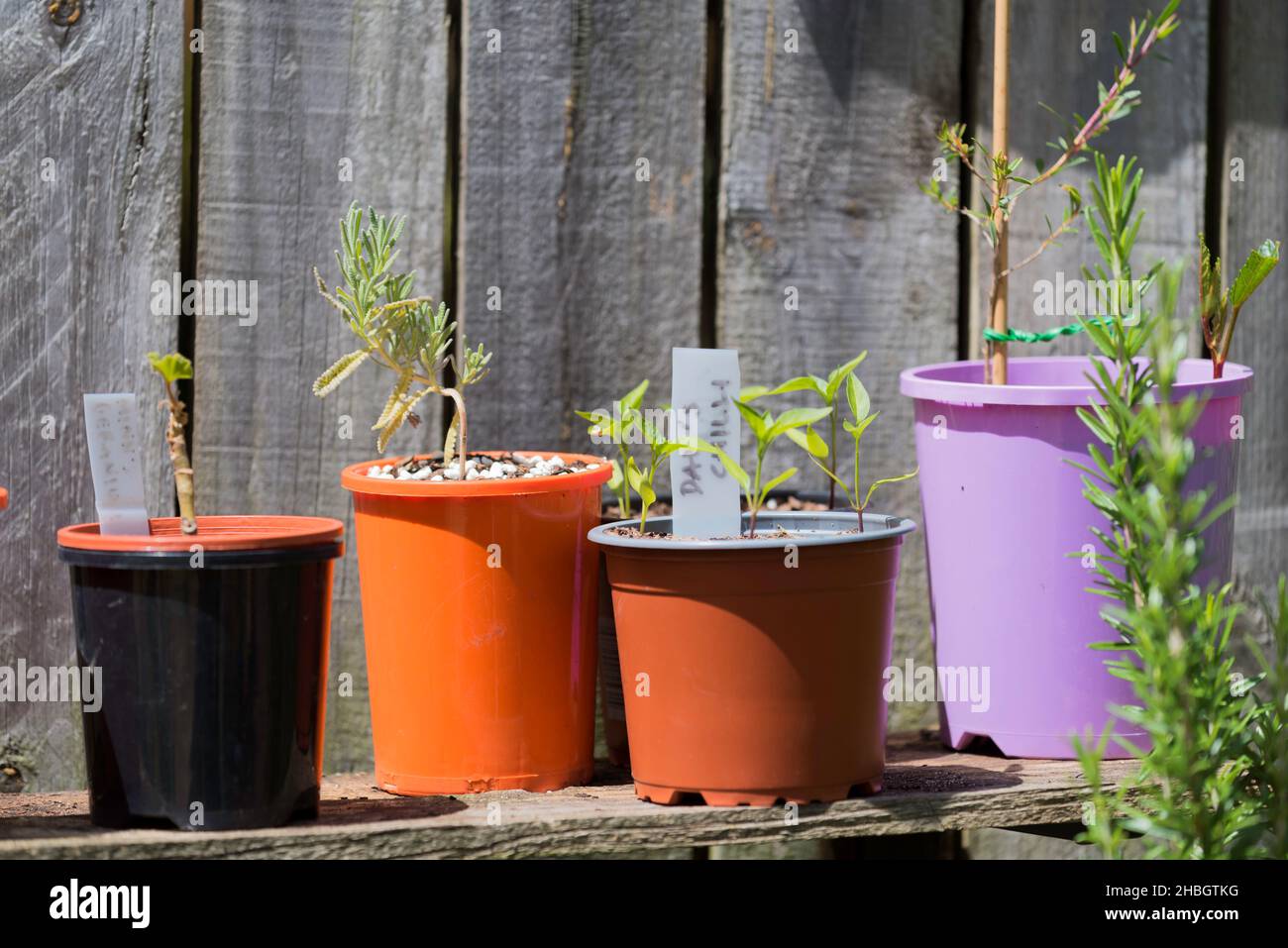 Petites boutures qui poussent dans des pots de différentes couleurs sur une étagère en pot contre une clôture en bois, sous le soleil de la fin de l'après-midi à Sydney, en Australie Banque D'Images