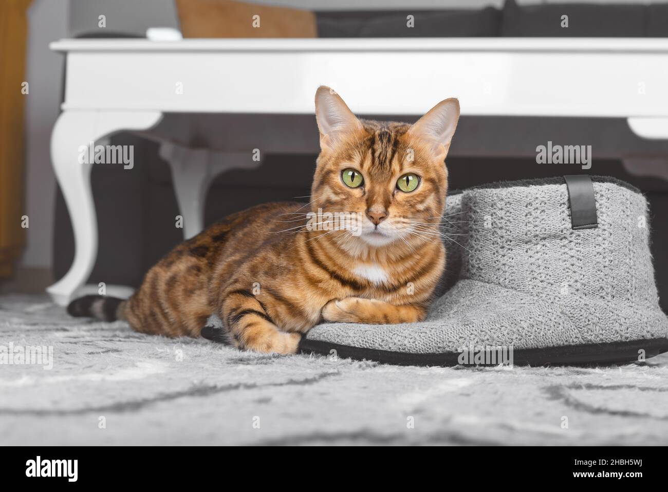 Chat domestique dans la chambre sur le sol sur les pantoufles pour hommes. Banque D'Images