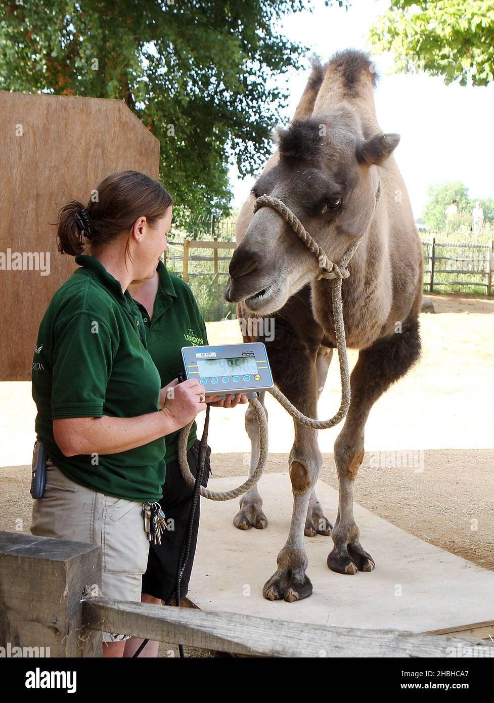 Gengkis, le Camel, se tient sur un ensemble de balances électroniques pendant le stock annuel de poids et de tailles, au zoo de Londres à Regents Park dans le centre de Londres. Banque D'Images