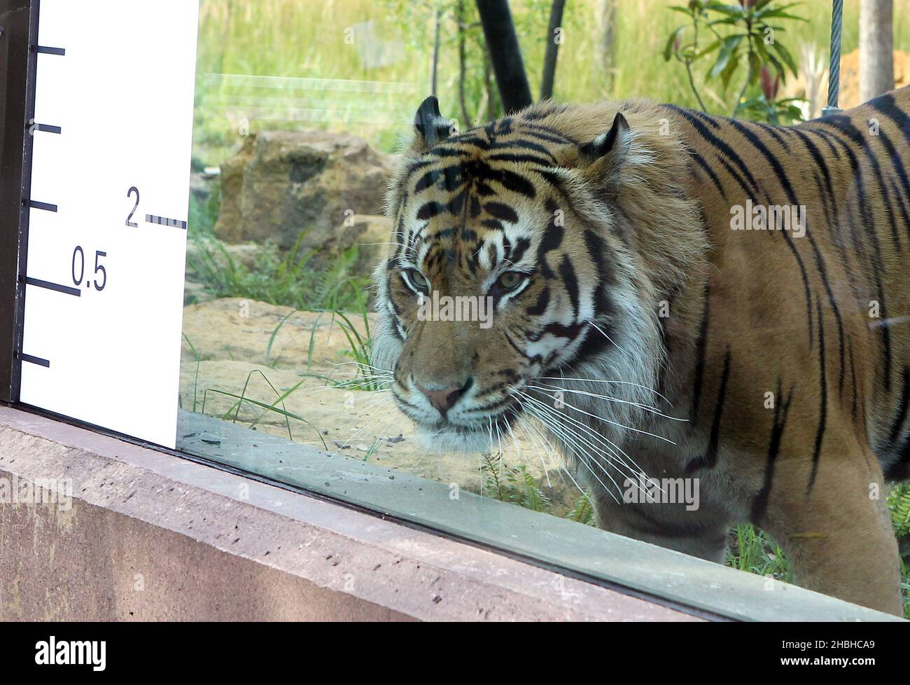 Jae Jae, le tigre de Sumatran, est mesuré lors de l'inventaire annuel des poids et des tailles au zoo de Londres à Regents Park, dans le centre de Londres. Banque D'Images