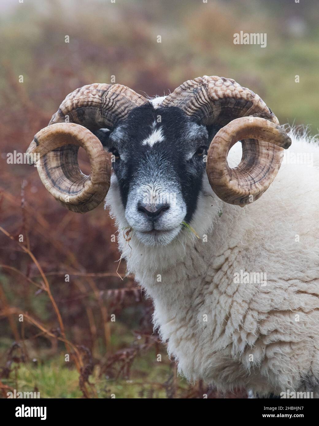 Portrait de Blackface Sheep - Écosse, Royaume-Uni Banque D'Images