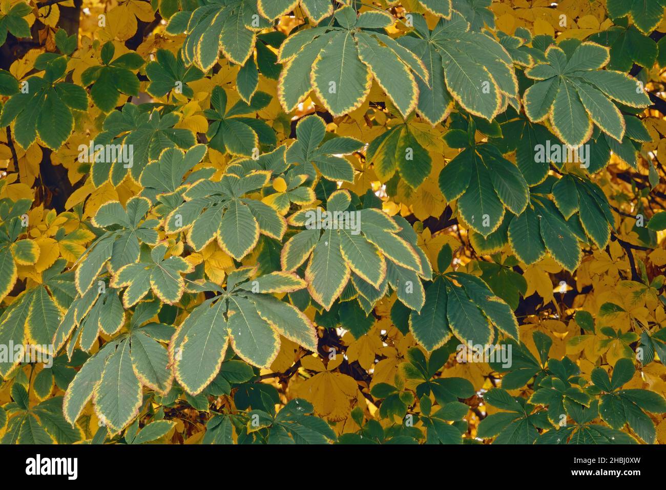 Couleurs d'automne du feuillage d'un châtaigne à la fin de l'automne Banque D'Images