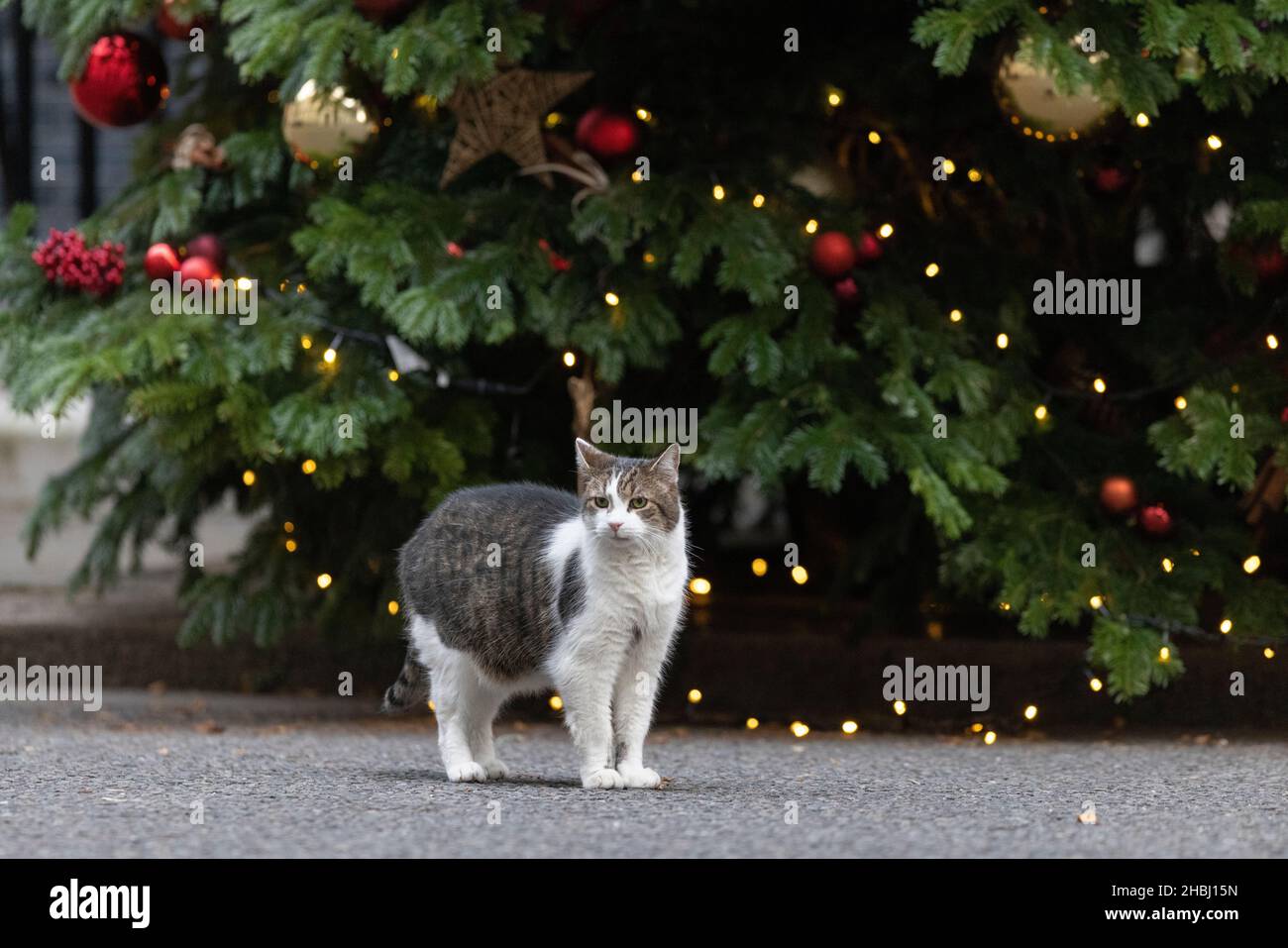 Larry, le numéro 10 Downing Street Cat, pose à côté de l'arbre de Noël à l'extérieur de la résidence des premiers ministres du Royaume-Uni à Whitehall, Londres, Royaume-Uni Banque D'Images