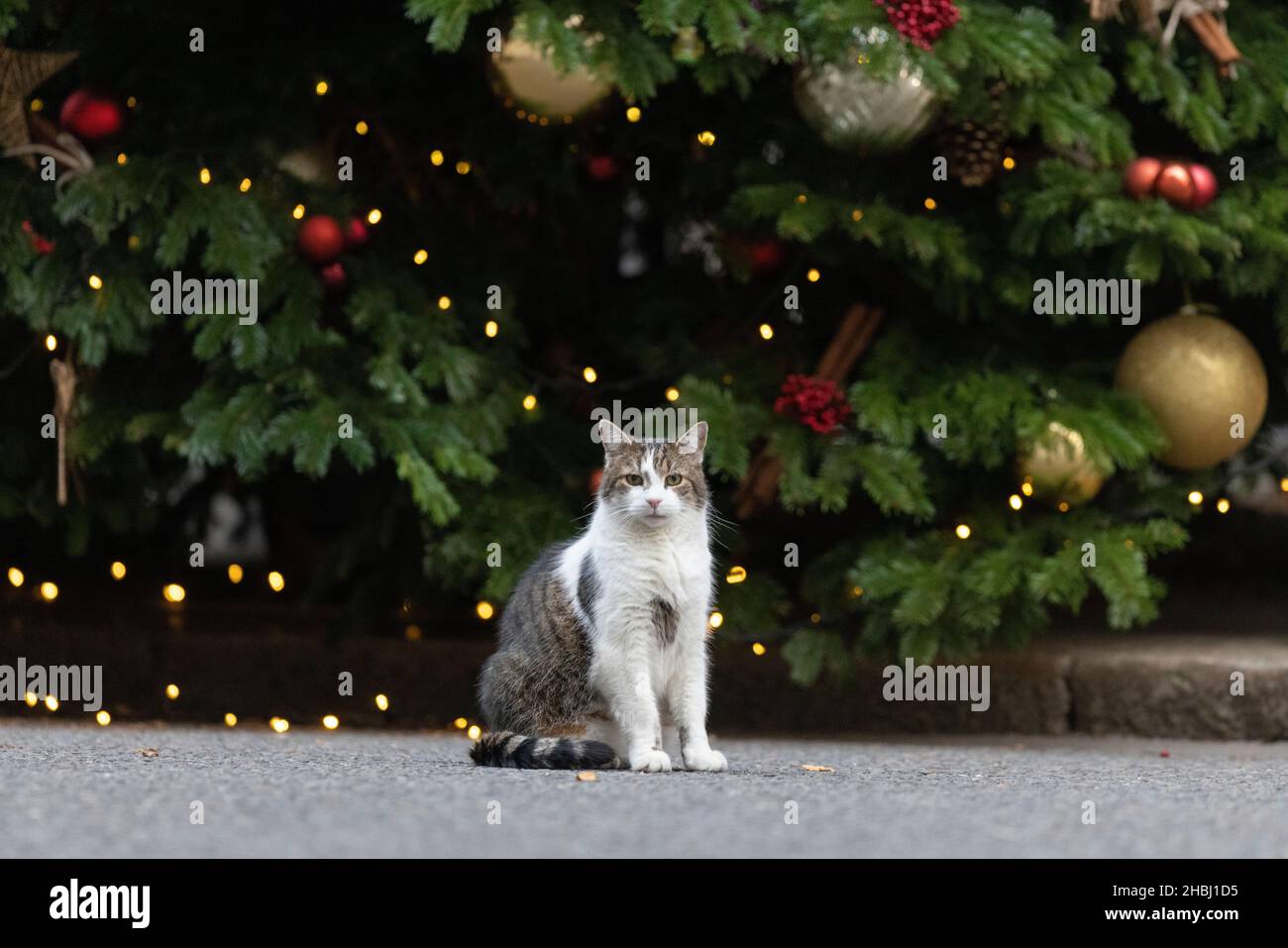 Larry, le numéro 10 Downing Street Cat, pose à côté de l'arbre de Noël à l'extérieur de la résidence des premiers ministres du Royaume-Uni à Whitehall, Londres, Royaume-Uni Banque D'Images