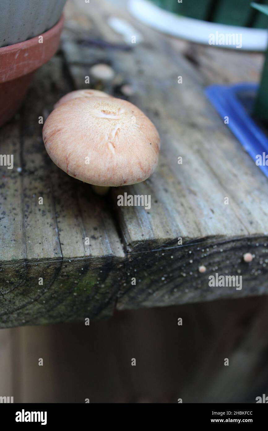 Un champignon poussant sur une table extérieure en bois Banque D'Images