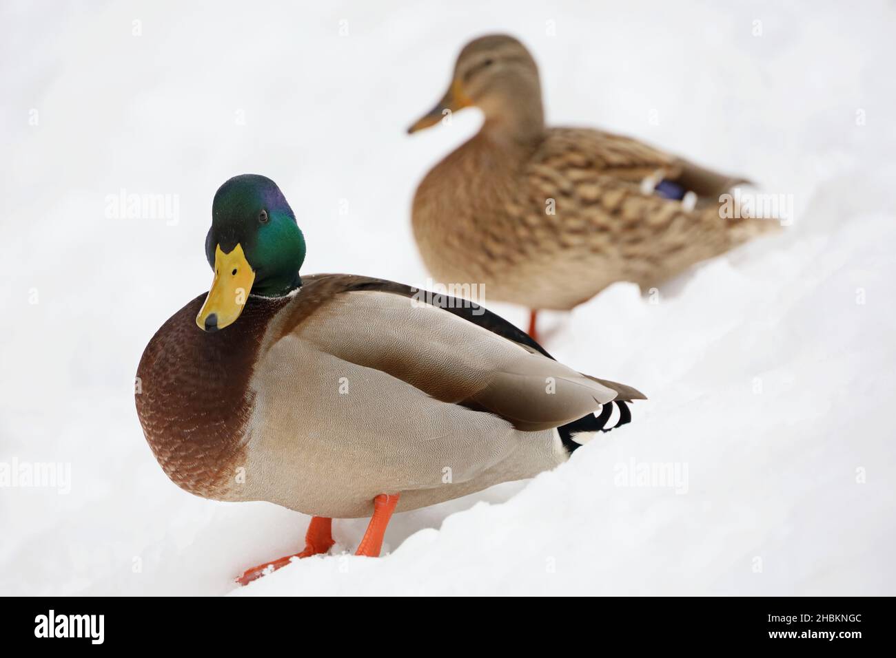 Couple de canards colverts debout sur la neige en hiver.Canards mâles et femelles en saison froide Banque D'Images
