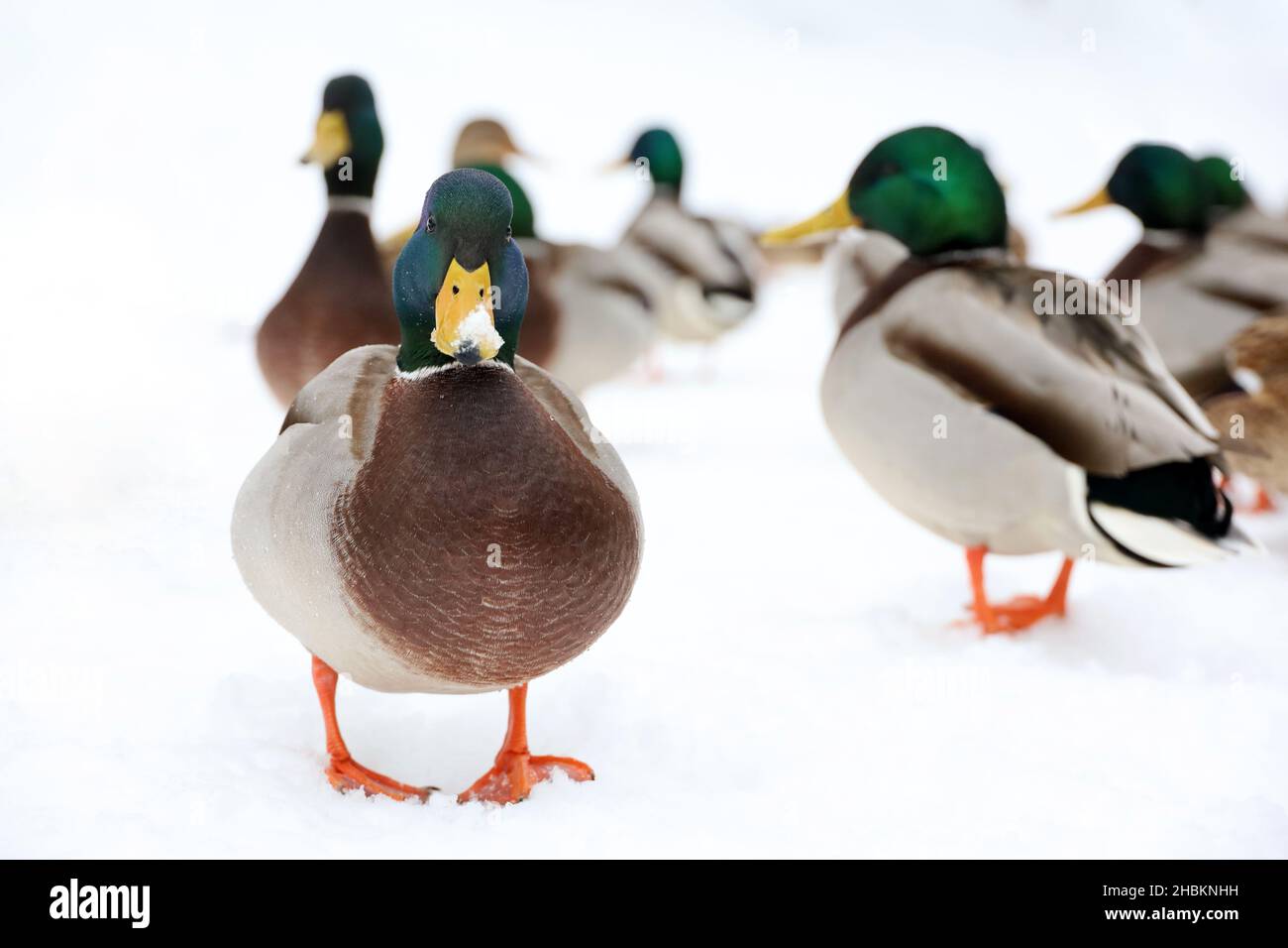 Canards colverts marchant sur la neige en hiver.Canards sauvages en saison froide Banque D'Images