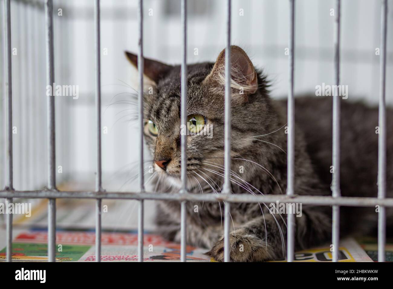 Goias, Brésil – 18 décembre 2021 : un chat bringé dans une cage lors d'une foire d'adoption animale. Banque D'Images