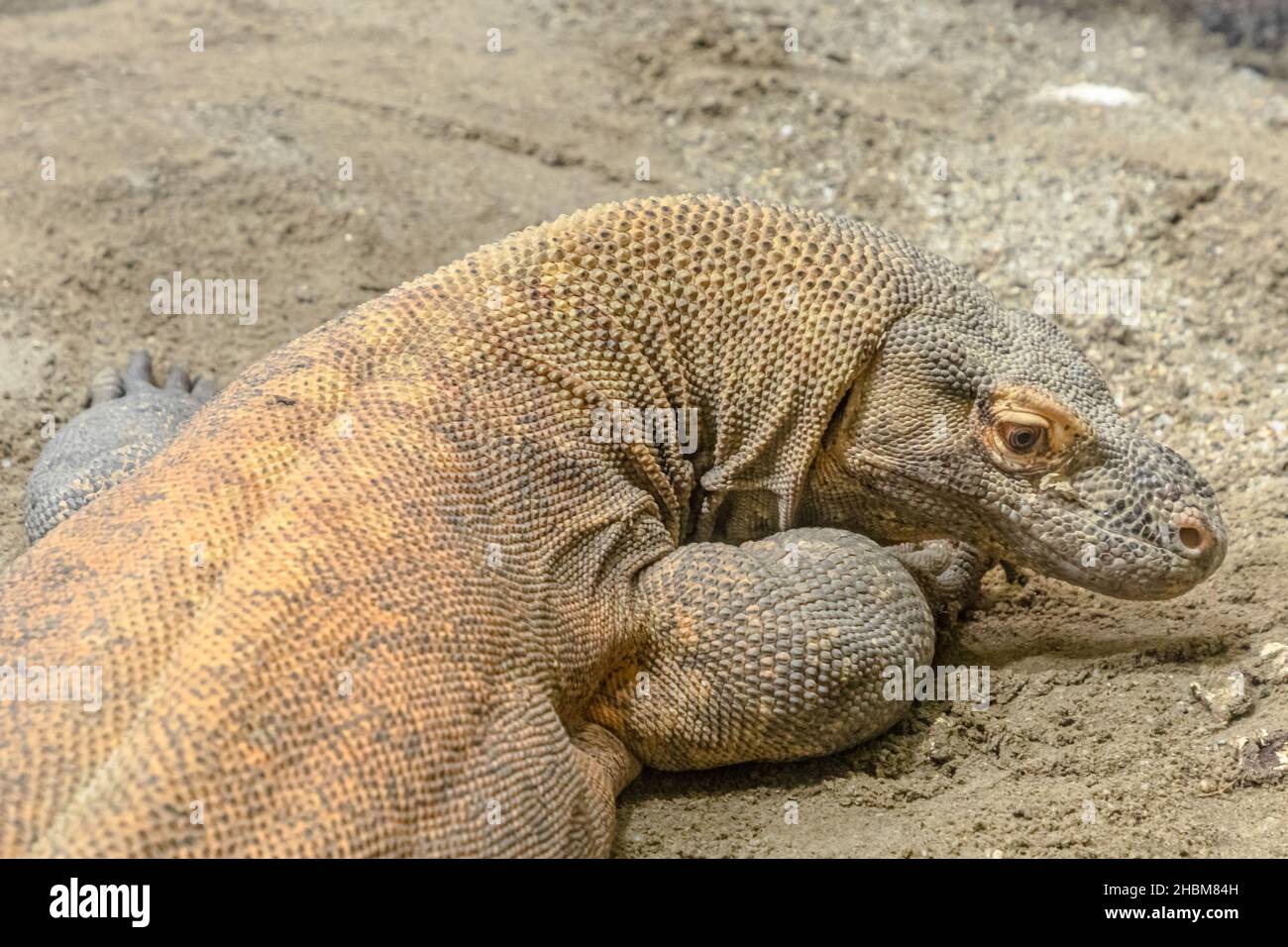 Gros plan sur la tête d'un dragon de Komodo.Komodo surveiller lézard des îles indonésiennes et de l'Australie.Varanus komodoensis espèce. Banque D'Images