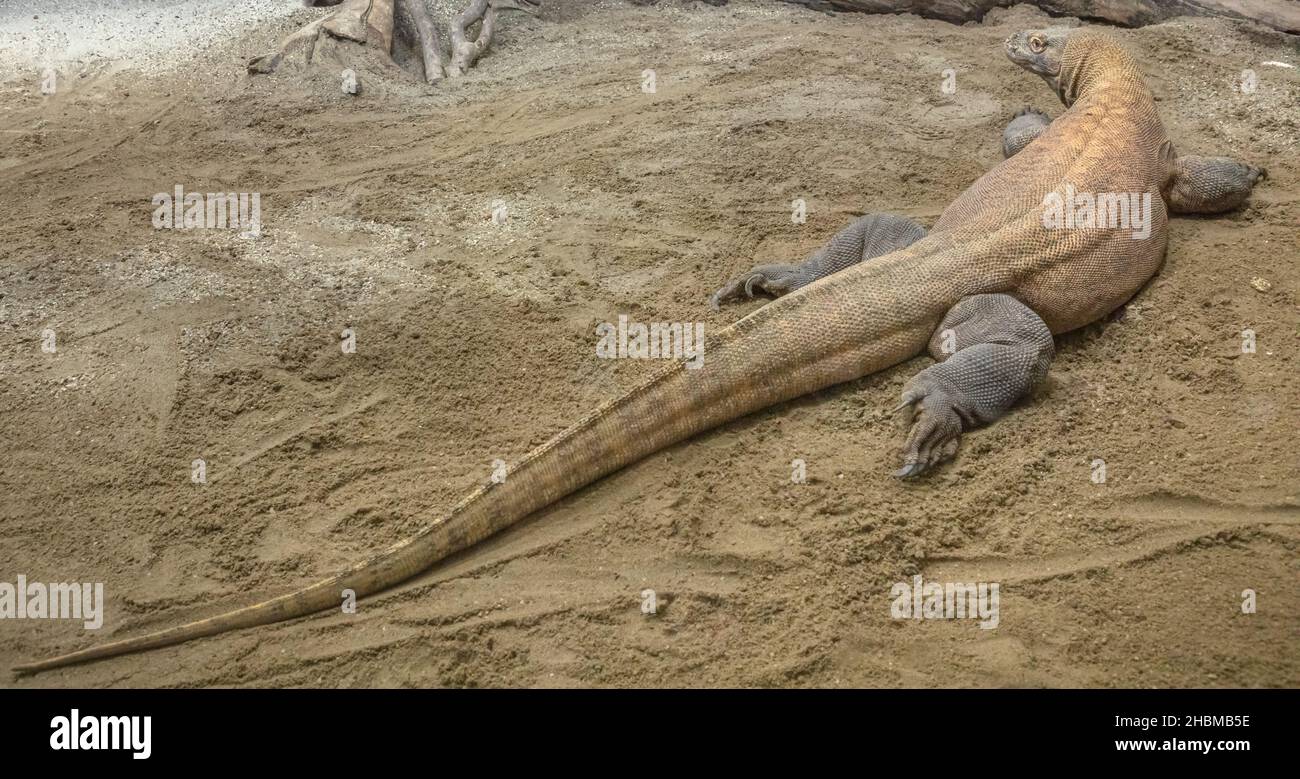 Le plus grand lézard du monde : le dragon du Komodo des îles indonésiennes et de l'Australie.Moniteur Komodo avec morsure venimeuse.Varanus komodoensis espèce. Banque D'Images