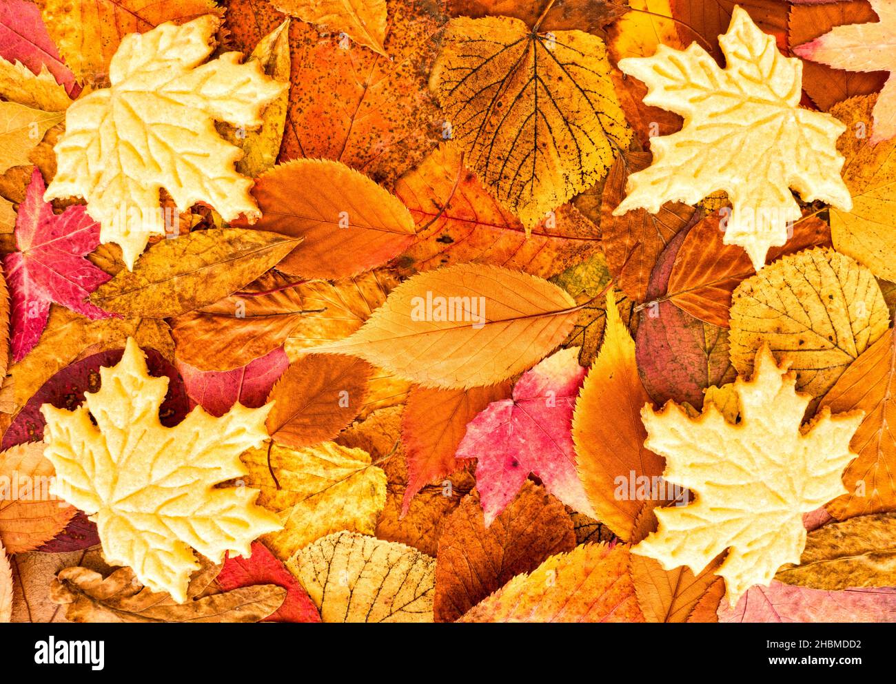 Quatre biscuits faits maison à croûte courte sous forme de feuilles d'érable sur des feuilles d'automne colorées avec espace de copie.Vue de dessus. Banque D'Images