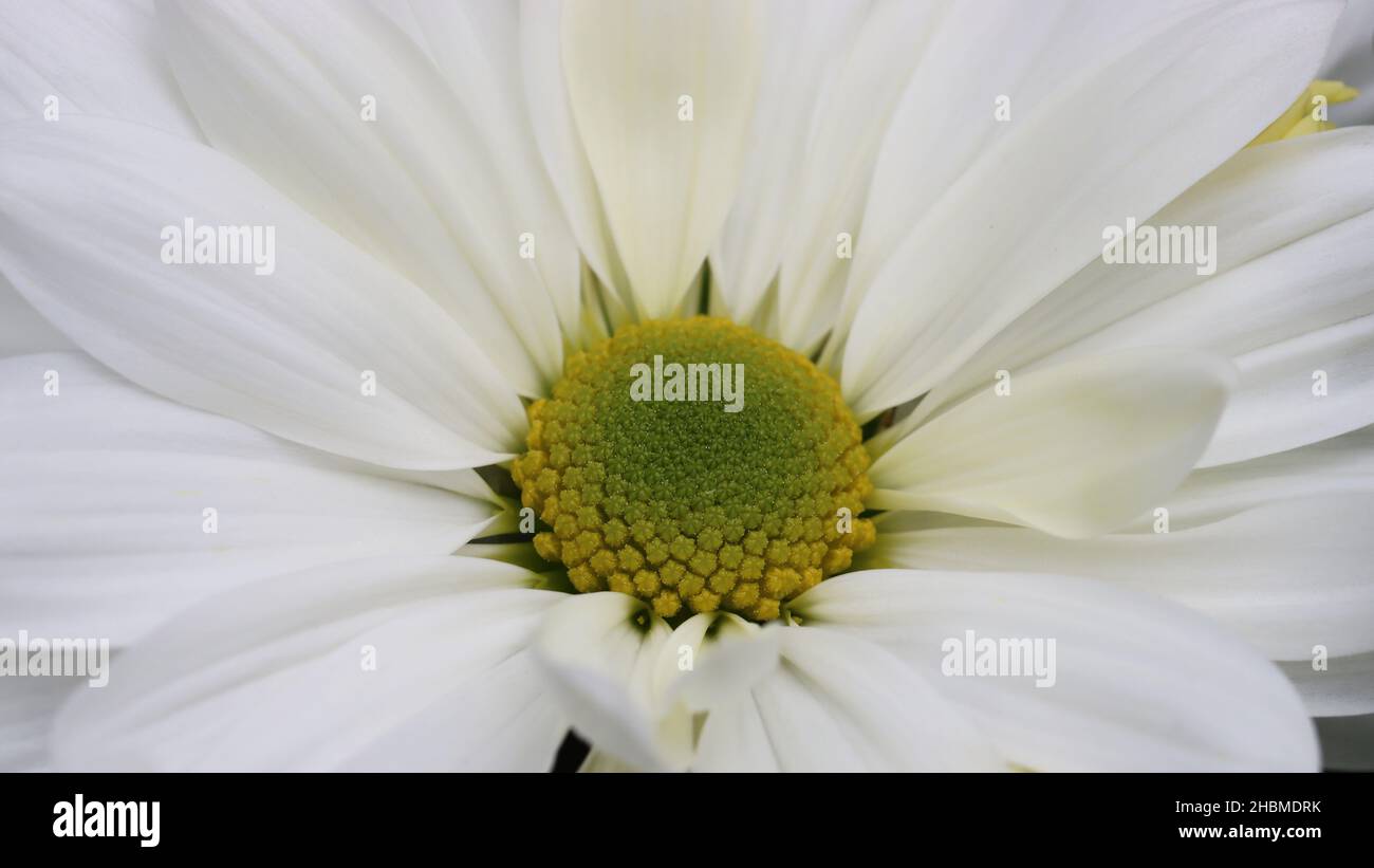 gros plan d'une belle fleur de chrysanthème blanc Banque D'Images