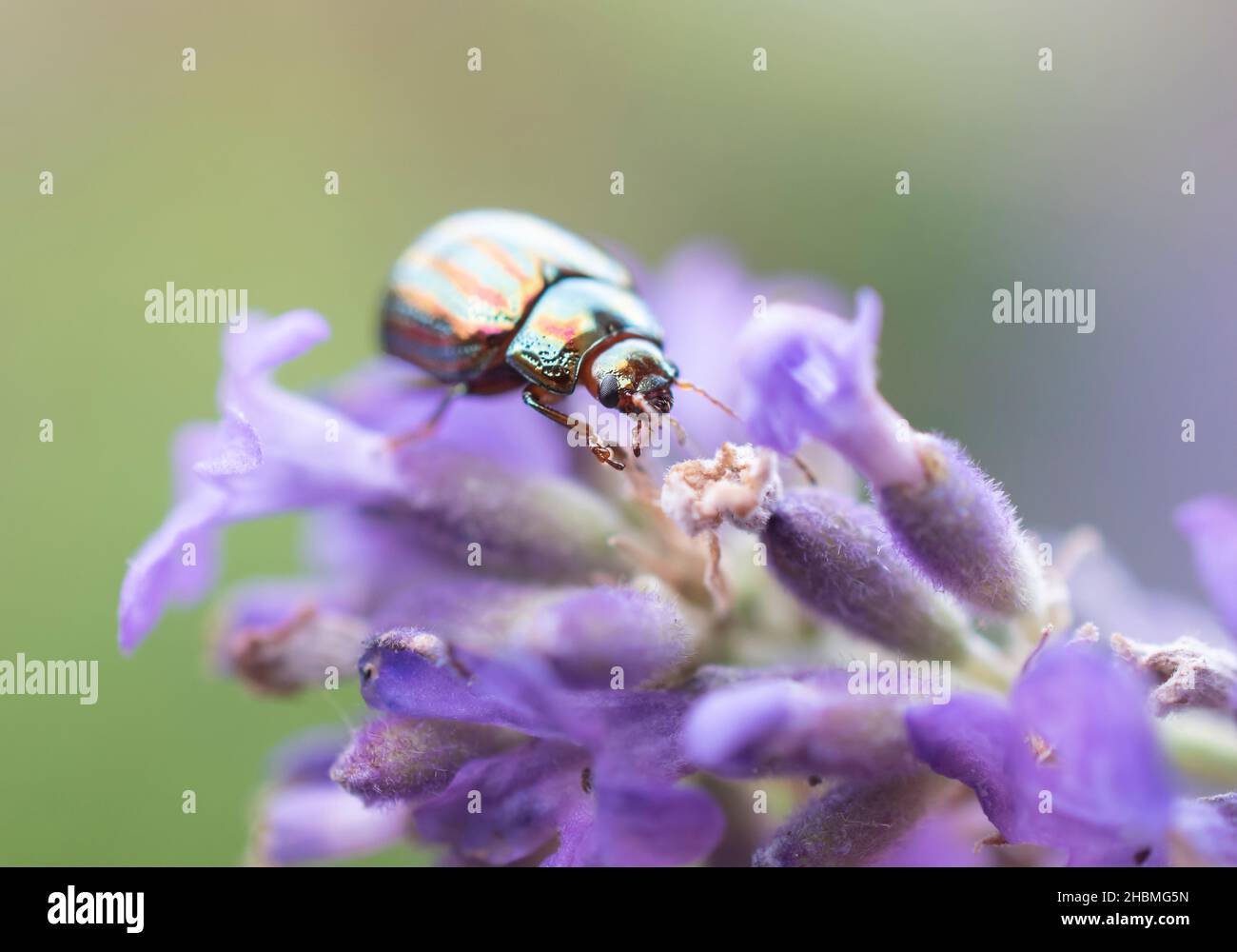 Coléoptère au romarin sur la lavande violette - macro gros plan Banque D'Images