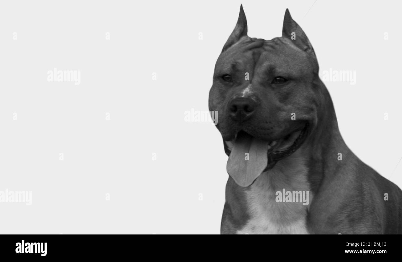 Fort chien américain Staffordshire Terrier isolé sur fond blanc Banque D'Images
