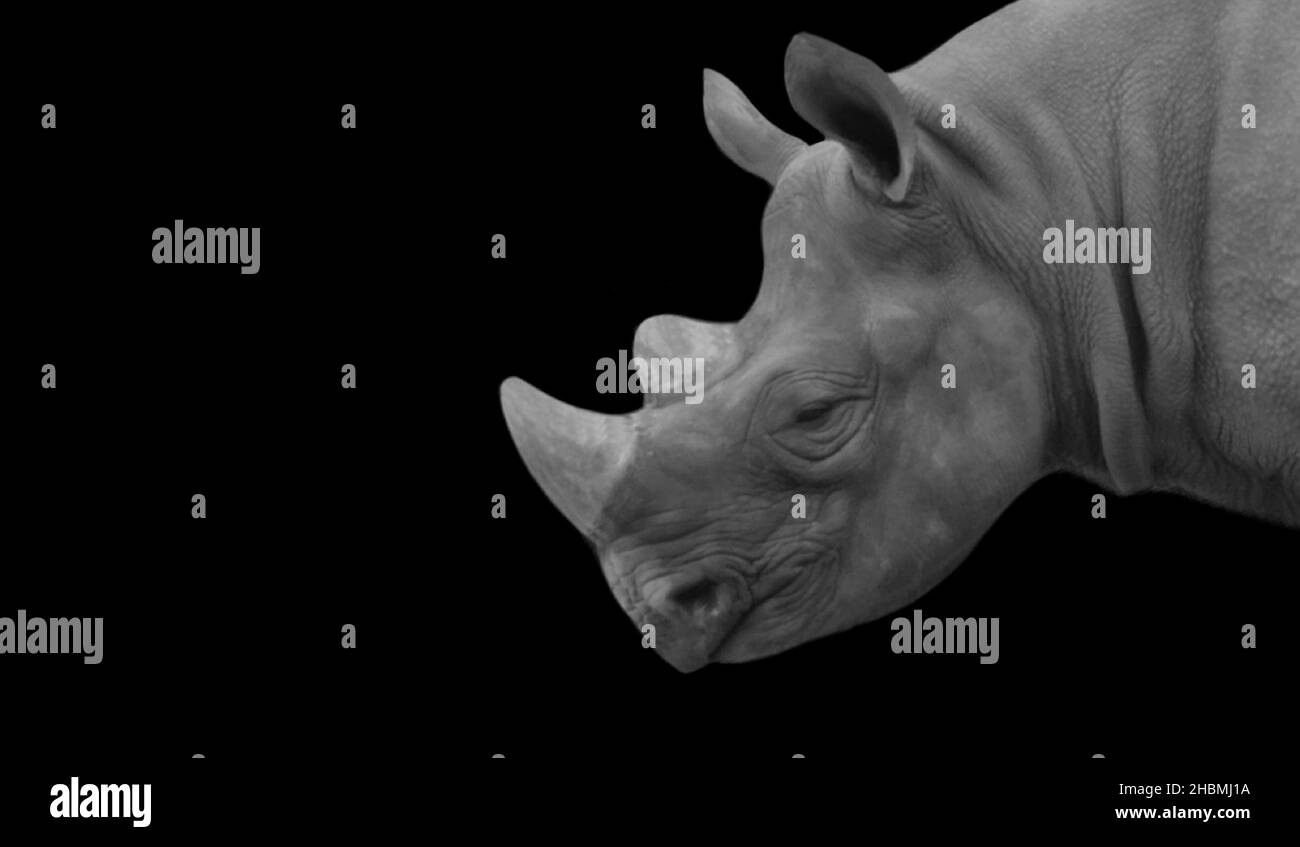 Rhino Portrait face sur fond noir Banque D'Images