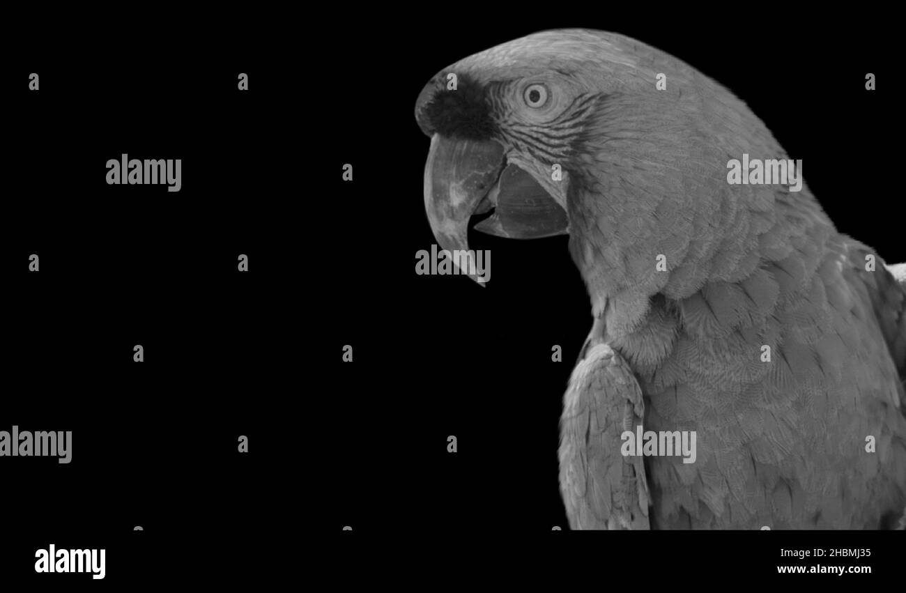 Portrait Parrot face sur fond sombre Banque D'Images
