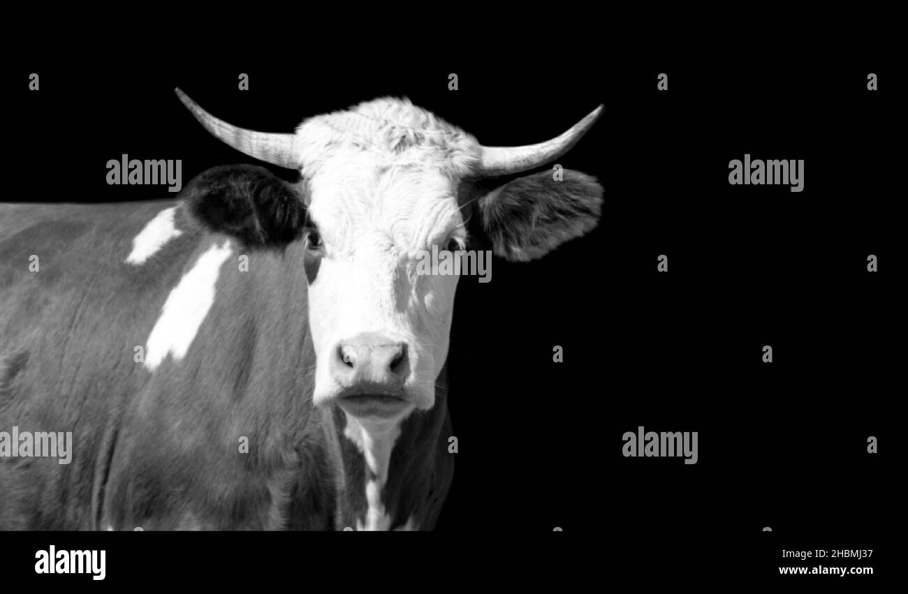 Vache noire et blanche avec grande corne sur fond noir Banque D'Images