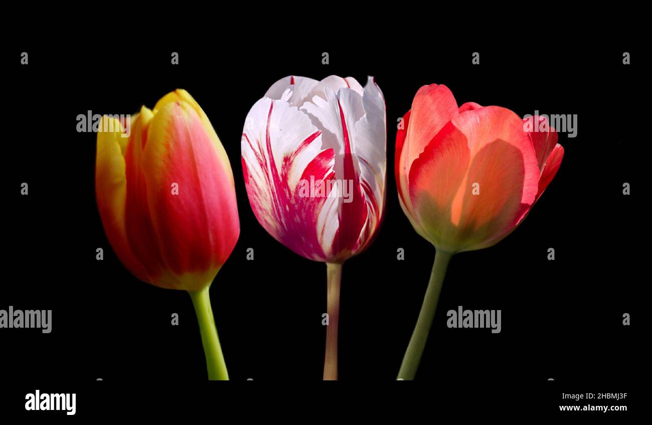 Différentes couleurs de fleur de tulipe sur fond noir Banque D'Images
