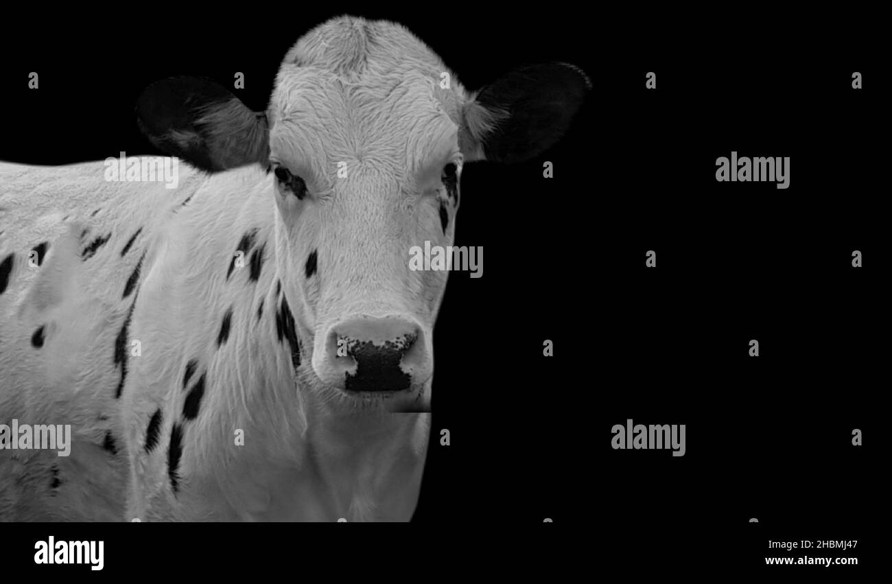 Mignon blanc vache avec des taches noires sur le fond noir Banque D'Images
