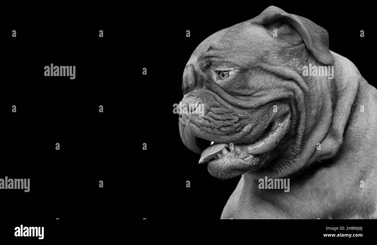 Dogue noir et blanc de Bordeaux visage de chien sur fond noir Banque D'Images