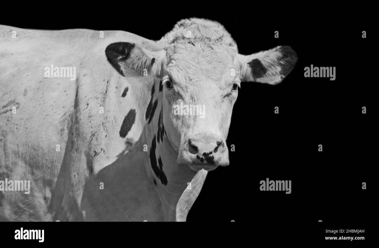 Vache blanche avec taches noires Portrait sur fond noir Banque D'Images