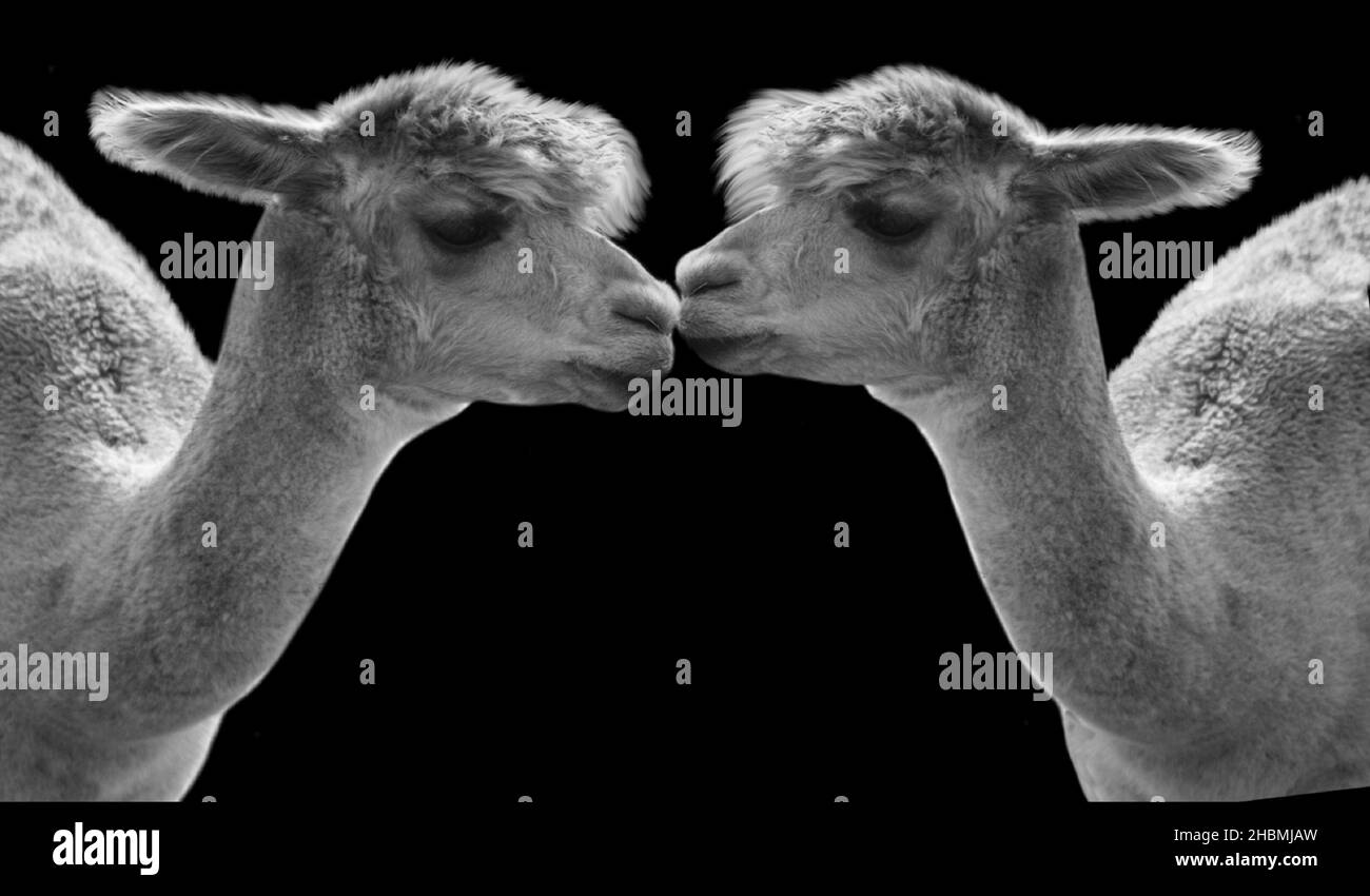 Deux jolis portraits Alpaca sur fond noir Banque D'Images