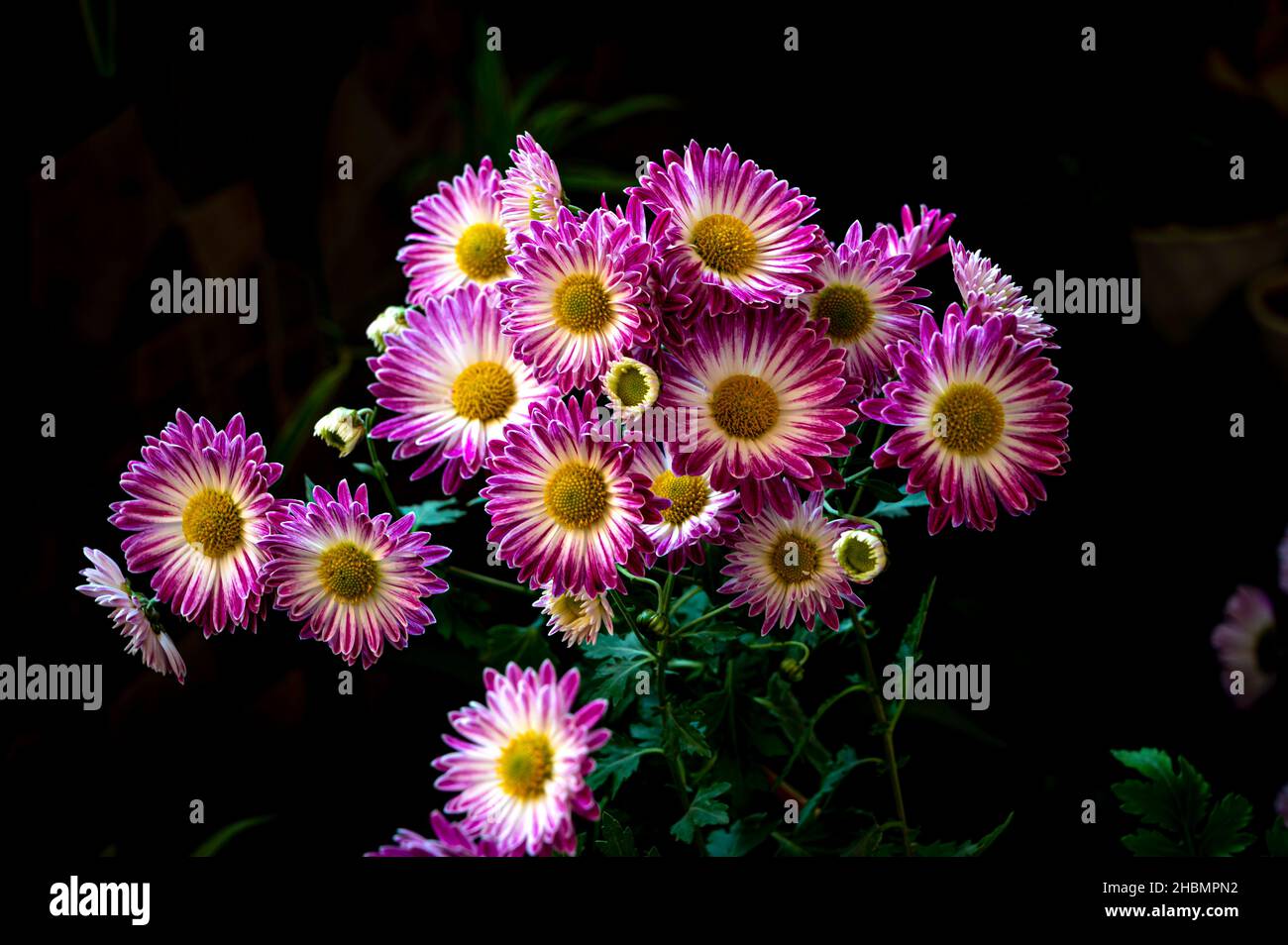 Petits chrysanthèmes roses et blancs en fleur. Banque D'Images
