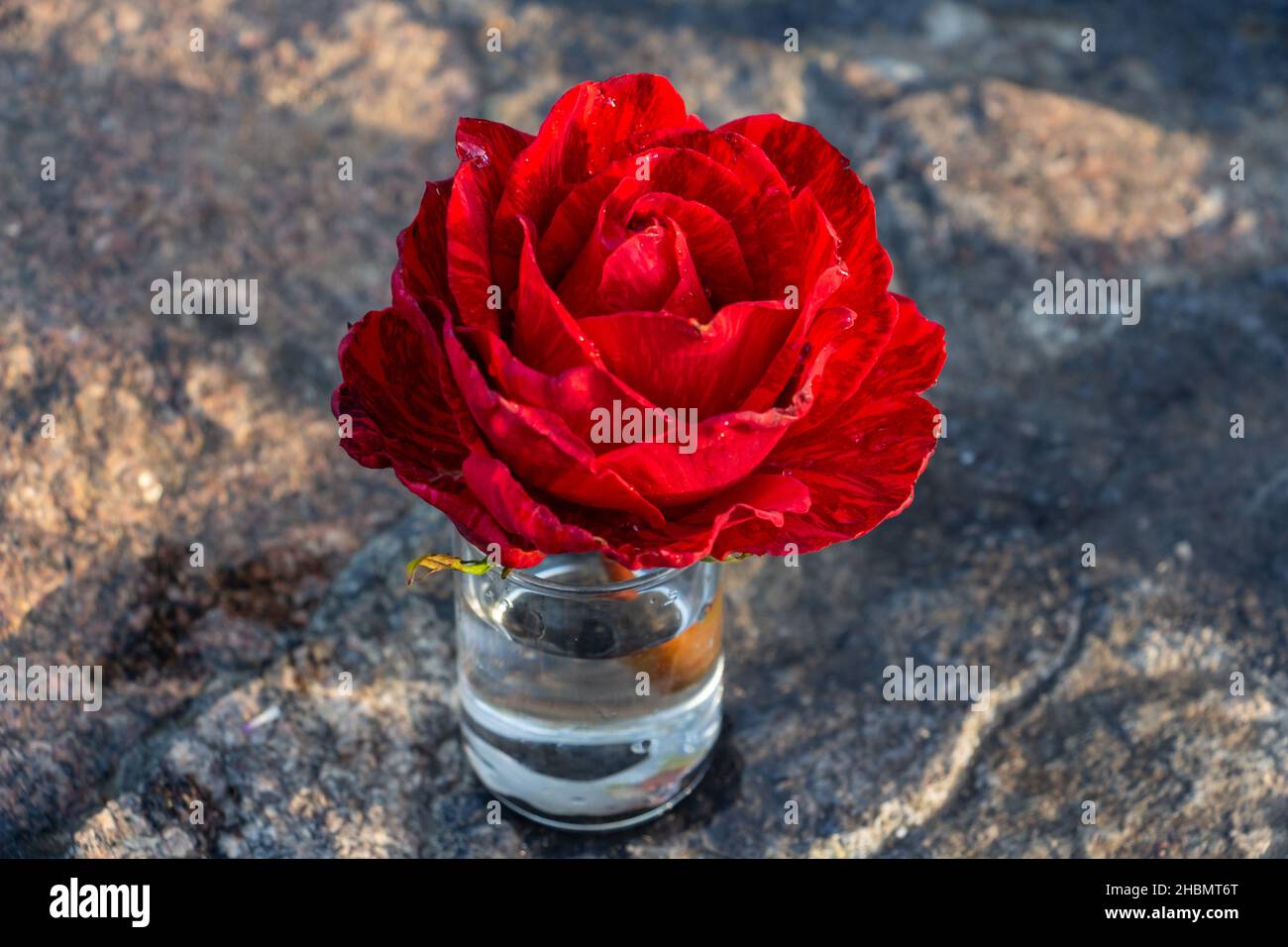 écarlate brillant rose dans un verre d'eau Banque D'Images