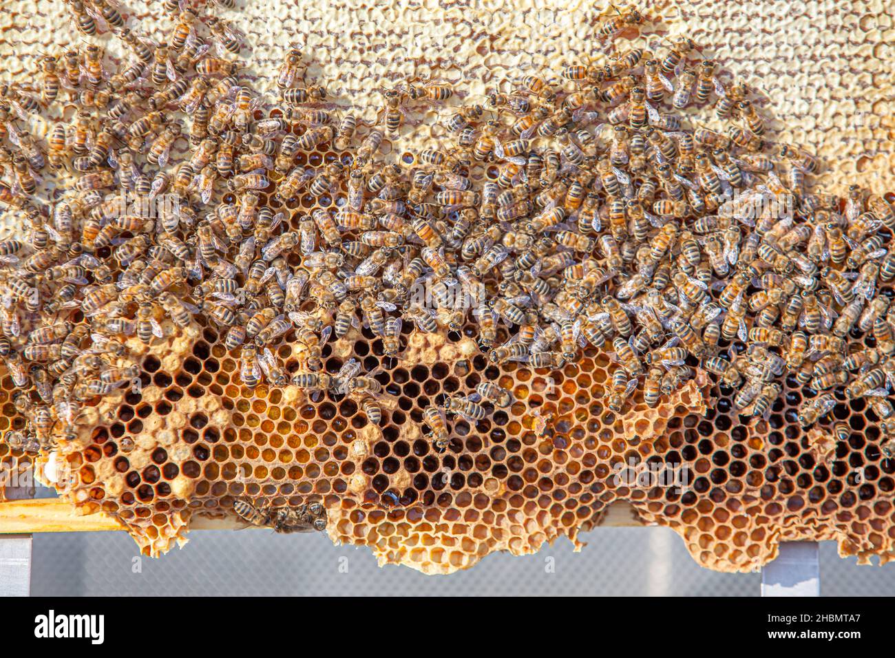 Nid d'abeille de zander Hive Banque D'Images