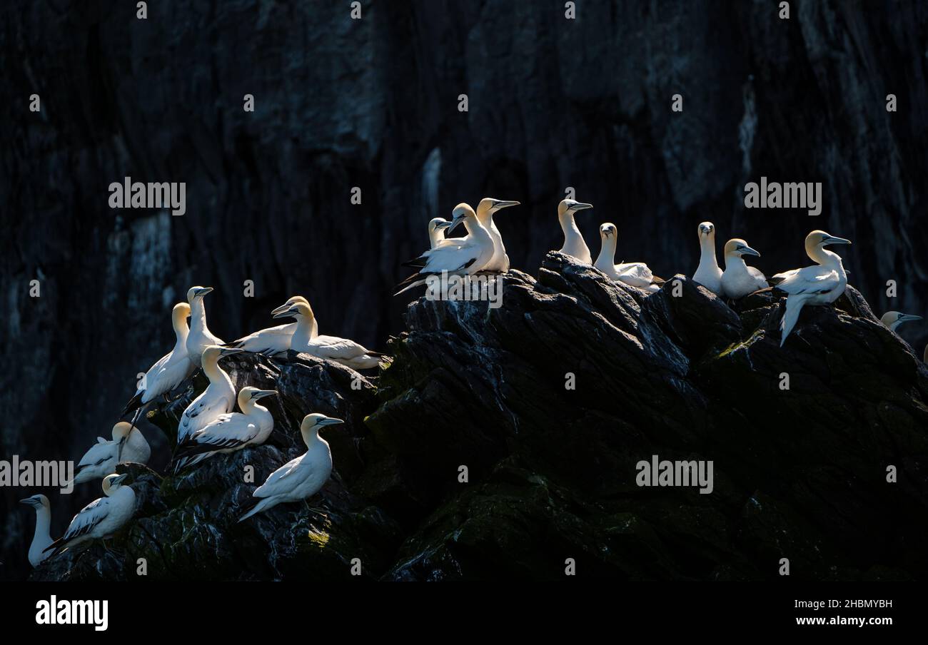 Cantets du Nord (Morus bassanus) sur le rebord rocheux de la falaise, Bass Rock, Écosse, Royaume-Uni Banque D'Images