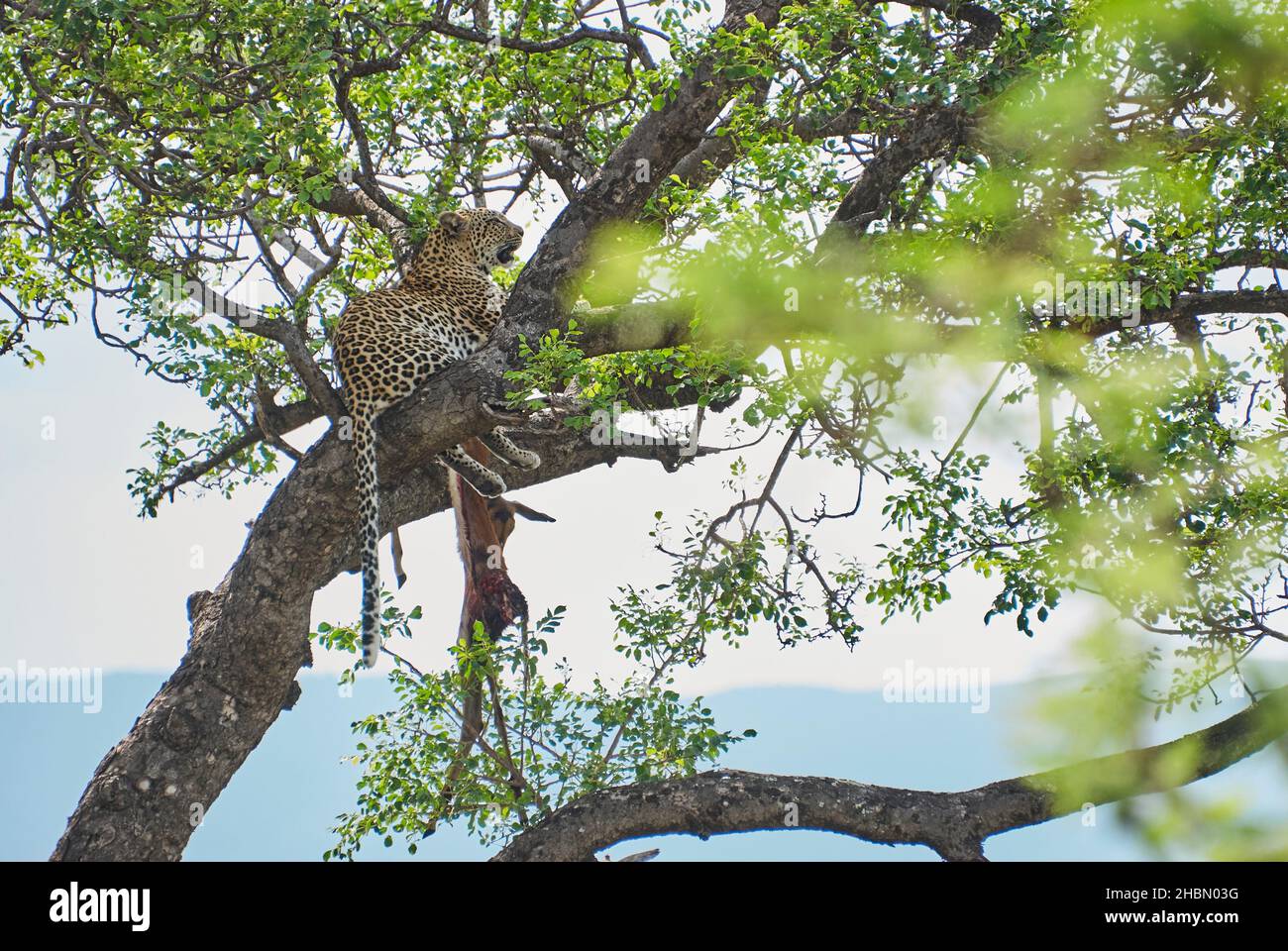 léopard, Panthera pardus, un grand prédateur et chat sauvage africain assis haut dans un arbre avec une Impala morte comme proie Banque D'Images