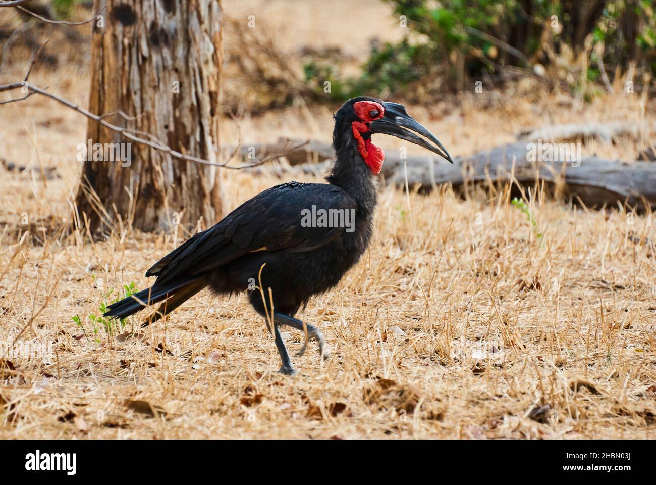 La facture de corne de sol sud, Bucorvus leadbeateri ou Bucorvus Caper, est la plus grande facture de corne au monde, du Kenya à l'Afrique du Sud Banque D'Images