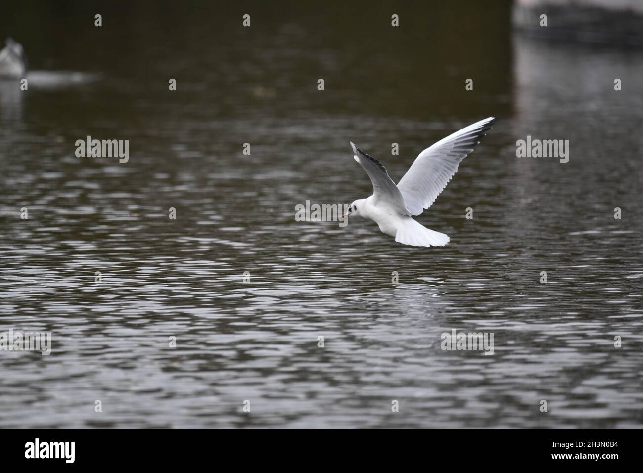 Goéland à tête noire (Chericocephalus ridibundus) entrant en terre sur un lac, dans le profil gauche à droite du tir, avec des jambes nichées en dessous, au Royaume-Uni en automne Banque D'Images