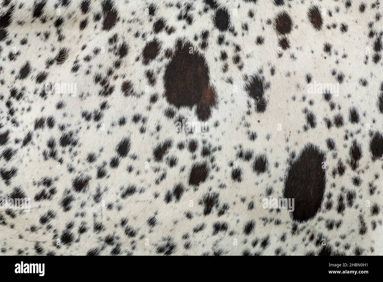 Cache-cowhide brun et blanc, gros plan Banque D'Images