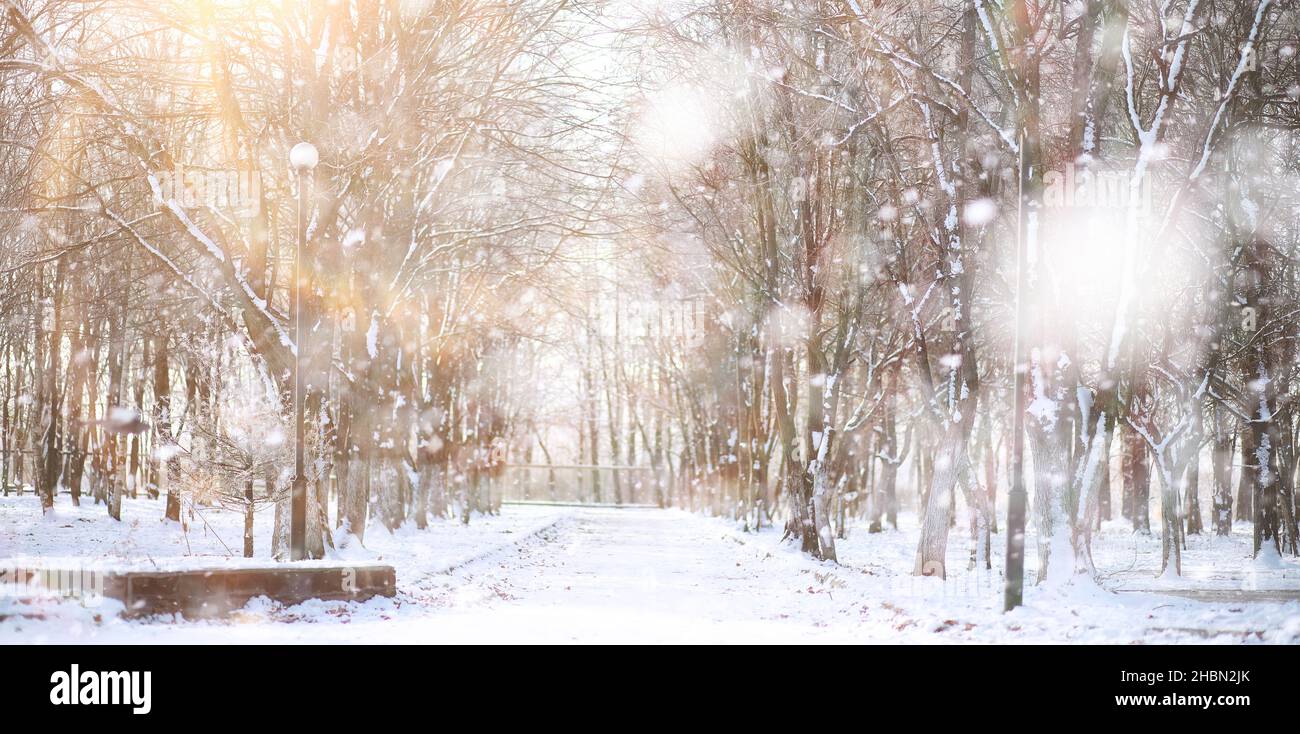 Parc D Hiver Paysage Par Temps Enneige Jour De Janvier Photo Stock Alamy