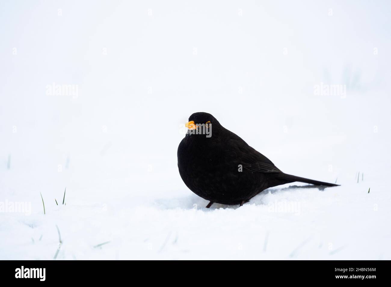 Blackbird (Turdus merula) dans la neige, parc national de Northumberland, Royaume-Uni Banque D'Images