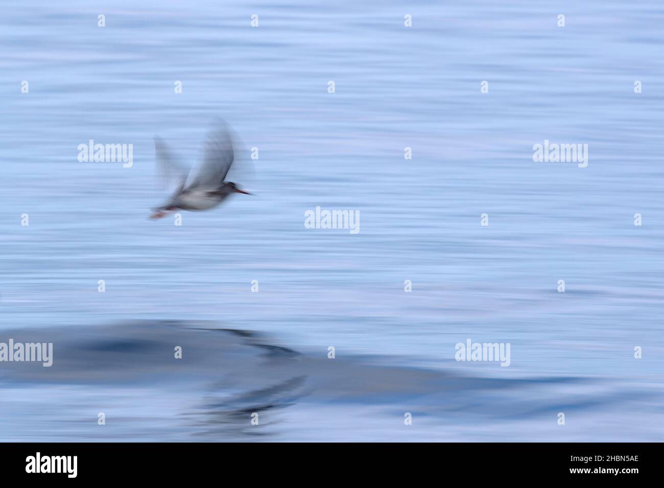 Redshank (Tringa totanus), Boulmer, Northumberland, Royaume-Uni Banque D'Images