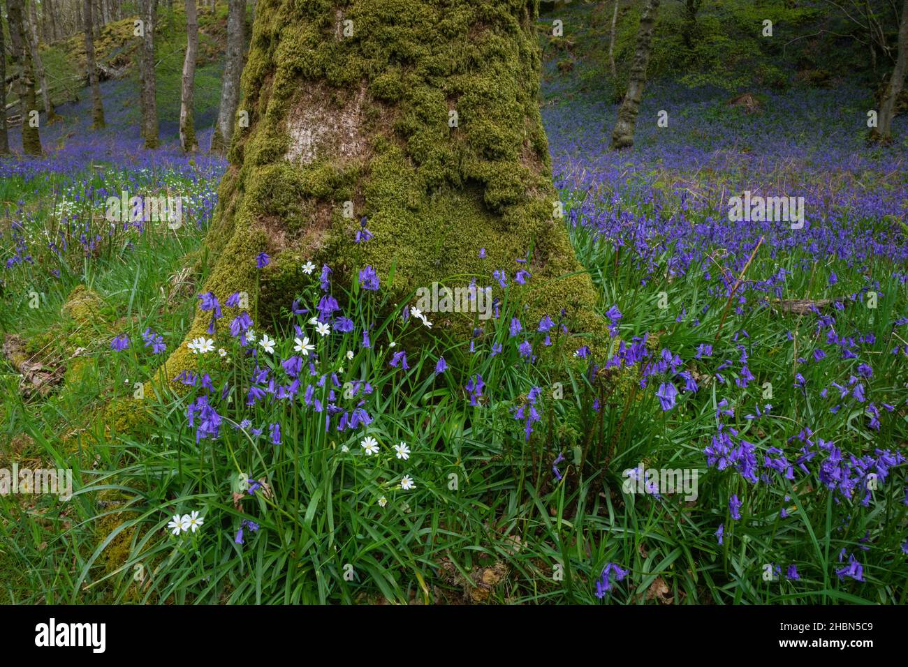 Bluebell wood (Hyacinthoides non-scripta) Carstramon Bois, Dumfries et Galloway, Écosse, Royaume-Uni Banque D'Images