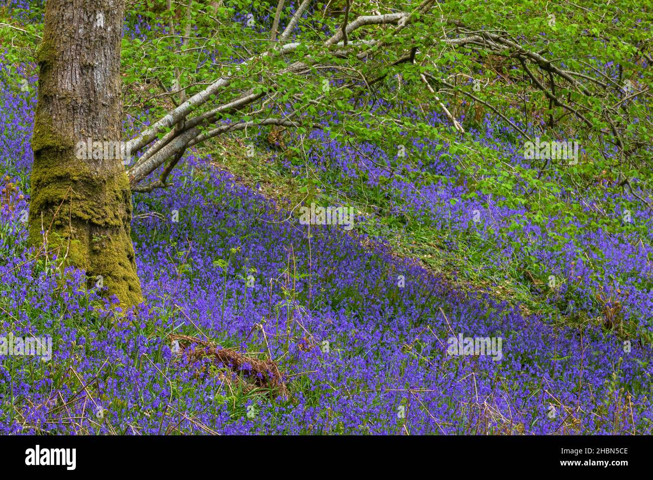 Bluebell wood (Hyacinthoides non-scripta) Carstramon Bois, Dumfries et Galloway, Écosse, Royaume-Uni Banque D'Images