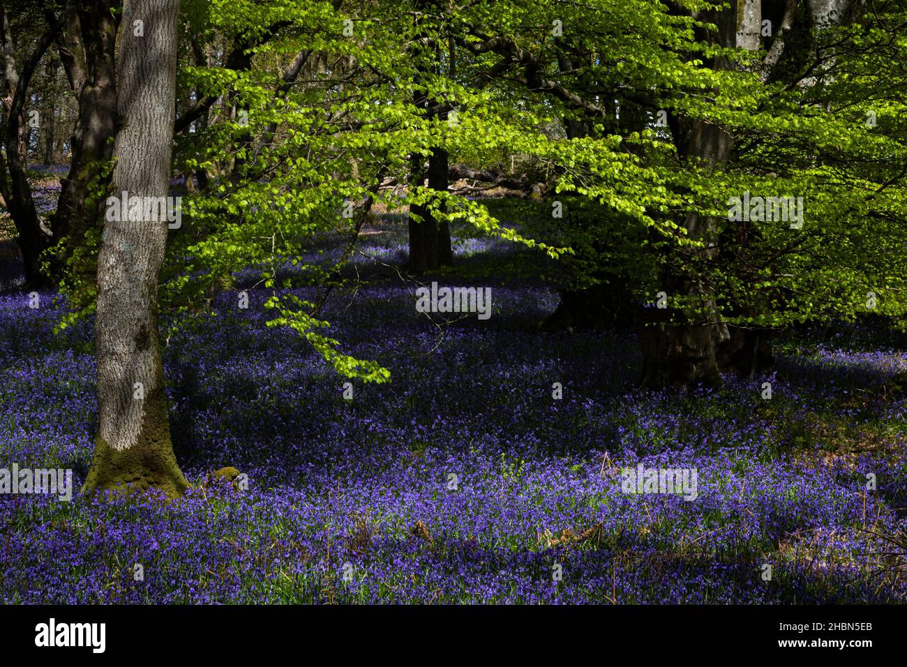 Bluebell wood (Hyacinthoides non-scripta) Carstramon Bois, Dumfries et Galloway, Écosse, Royaume-Uni Banque D'Images