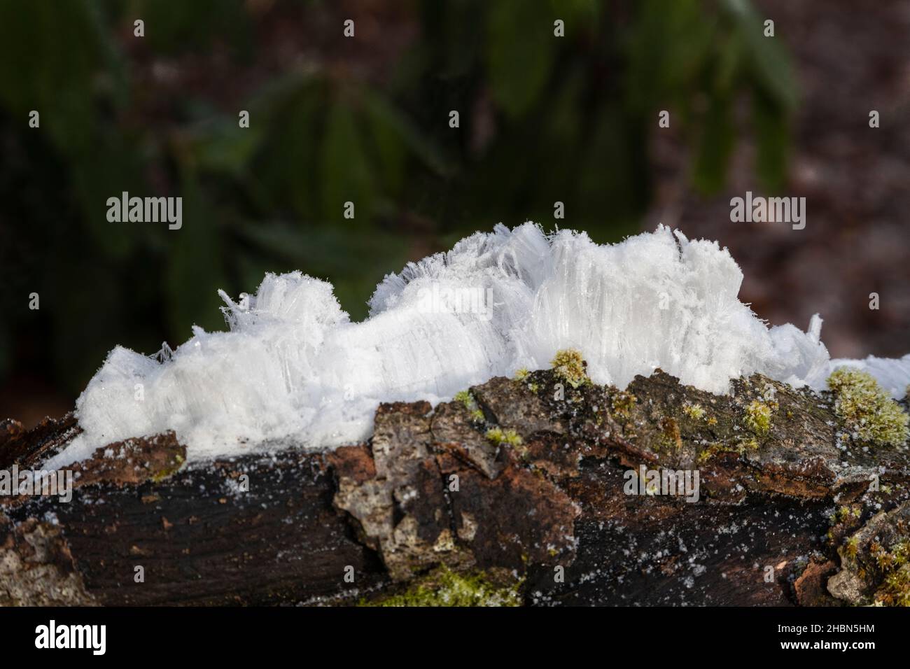 Glace de cheveux formée sur le bois en décomposition, Sidwood, Northumberland, Royaume-Uni Banque D'Images