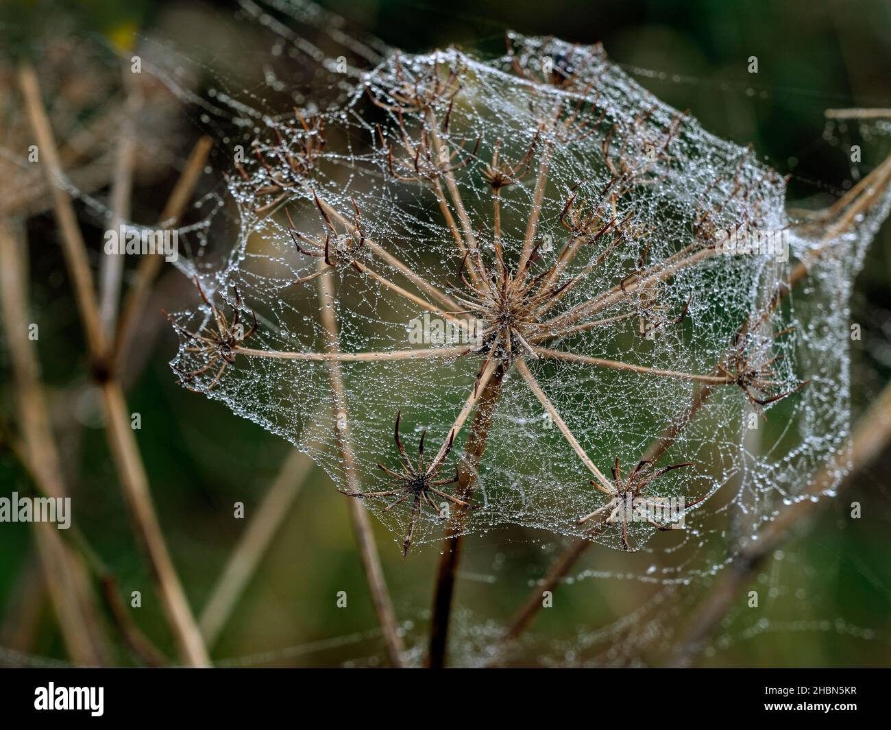 Haie de persil Torilis japonica hiver matin avec forte chute de rosée Banque D'Images