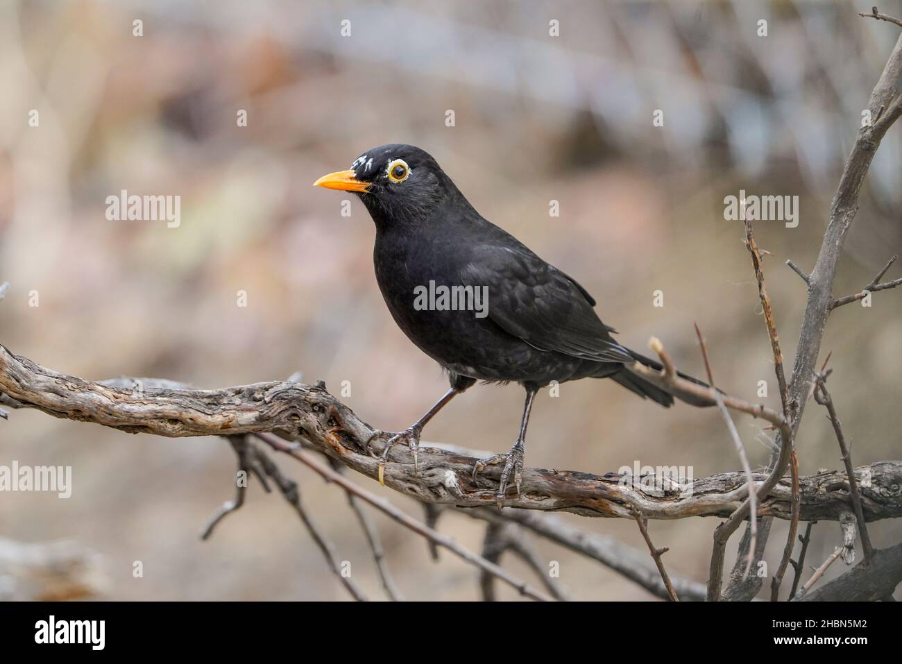 Homme blackbird (Turdus merula) avec Leucisme à la tête, Espagne Banque D'Images