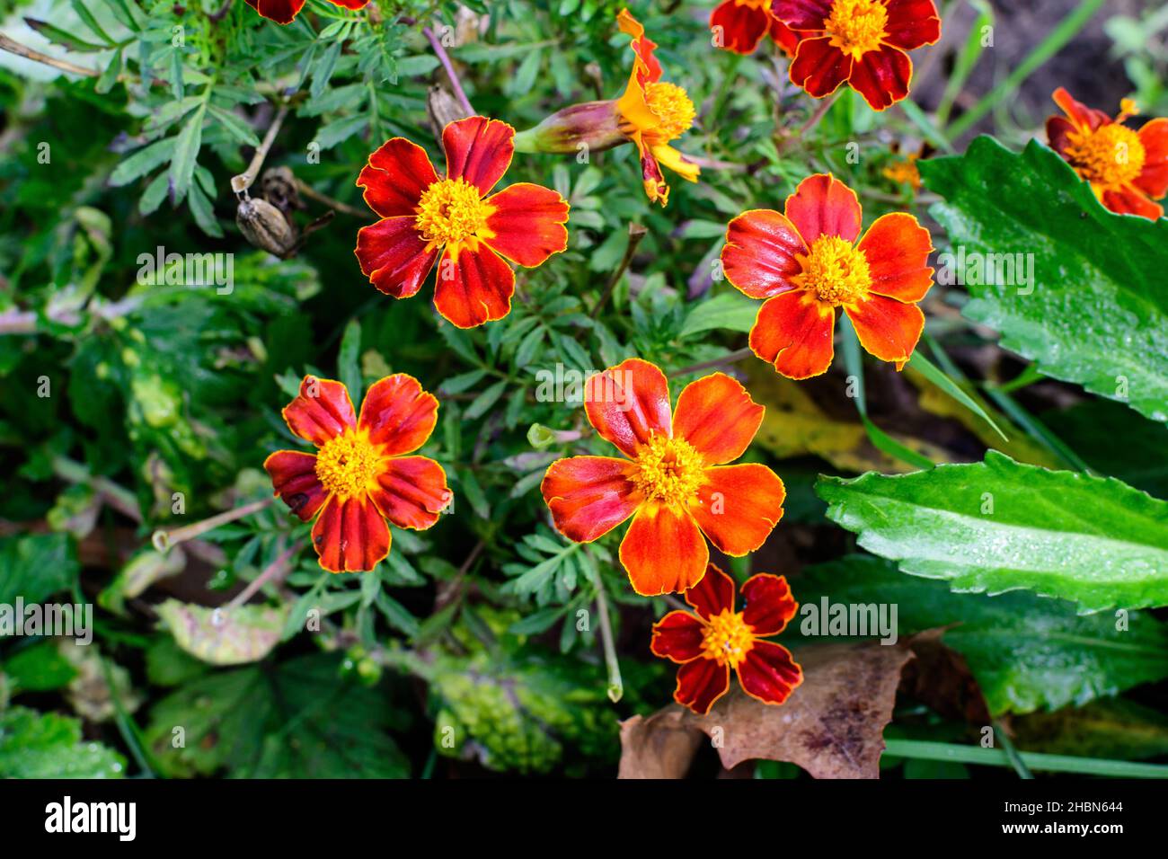 Grand groupe de tagetes orange ou de fleurs marigolées africaines dans un jardin dans un jardin ensoleillé d'été, fond floral texturé photographié avec du fo doux Banque D'Images