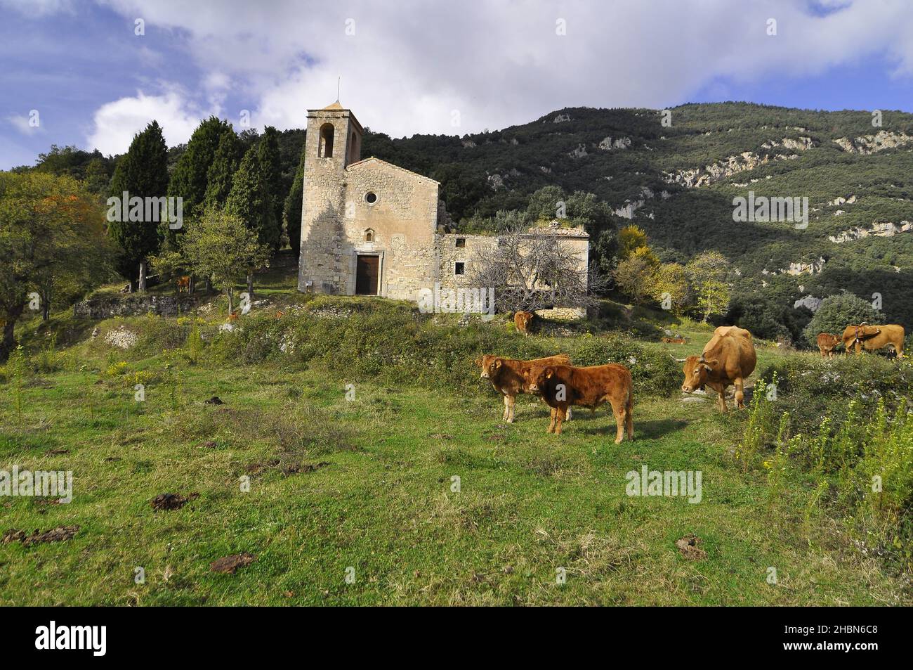 Bétail à Talaixa Ripolles Pyrénées catalanes Banque D'Images