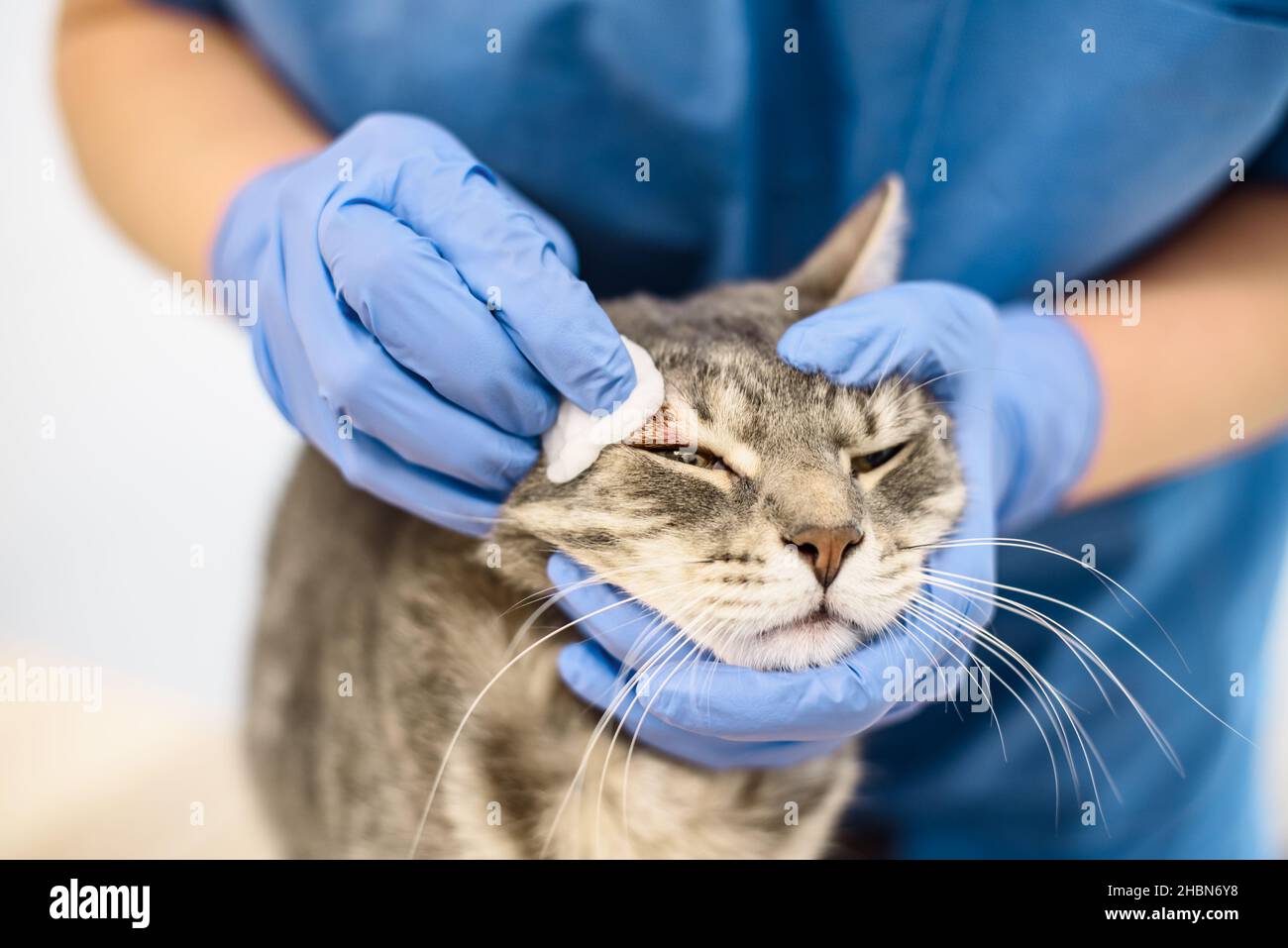 Plaie De La Gale Banque De Photographies Et D Images A Haute Resolution Alamy